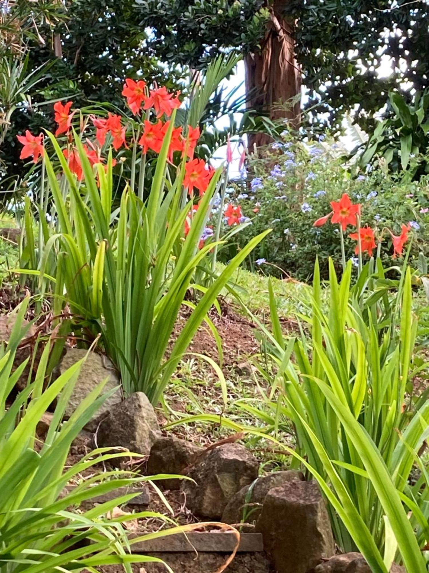 La Siguine Villa Gourbeyre ภายนอก รูปภาพ