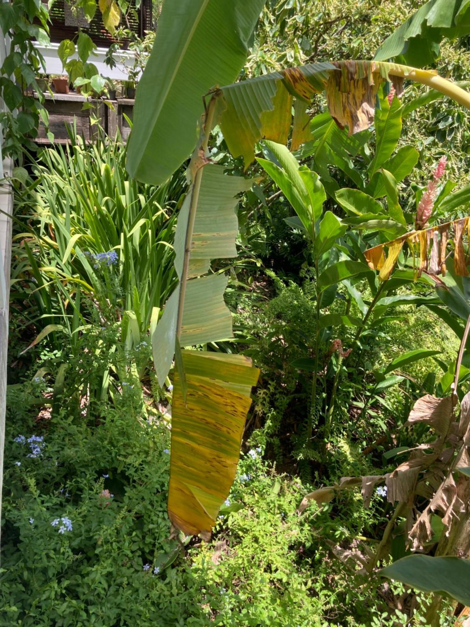 La Siguine Villa Gourbeyre ภายนอก รูปภาพ